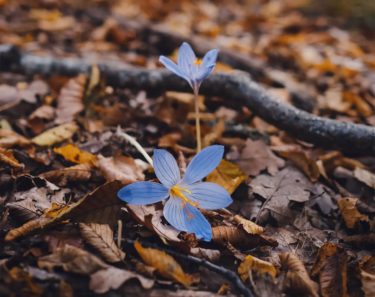 Fleur de bach - Crocus dans les bois